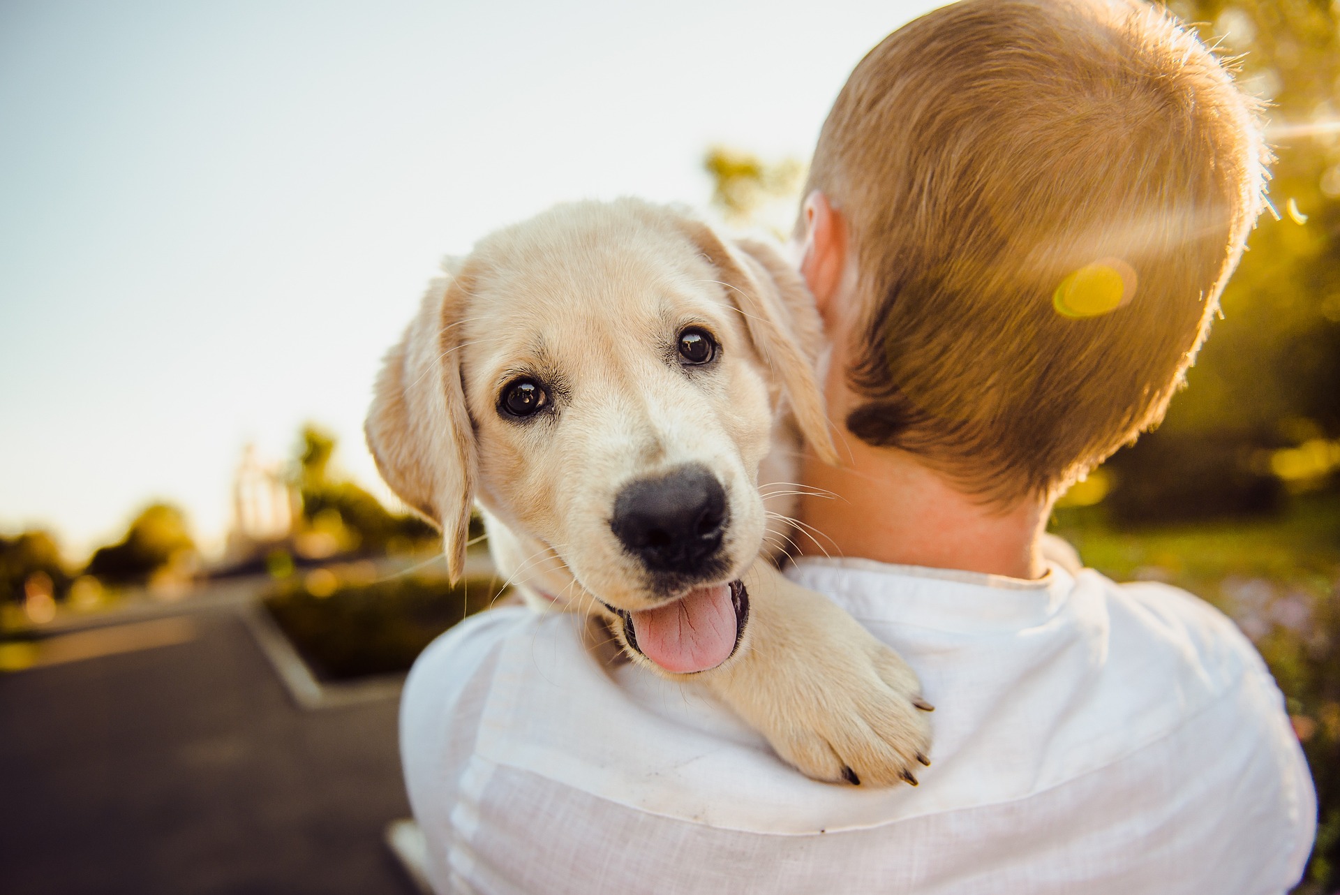 Tips for new puppy owners, Golden Retriever-puppy on owner's shoulder