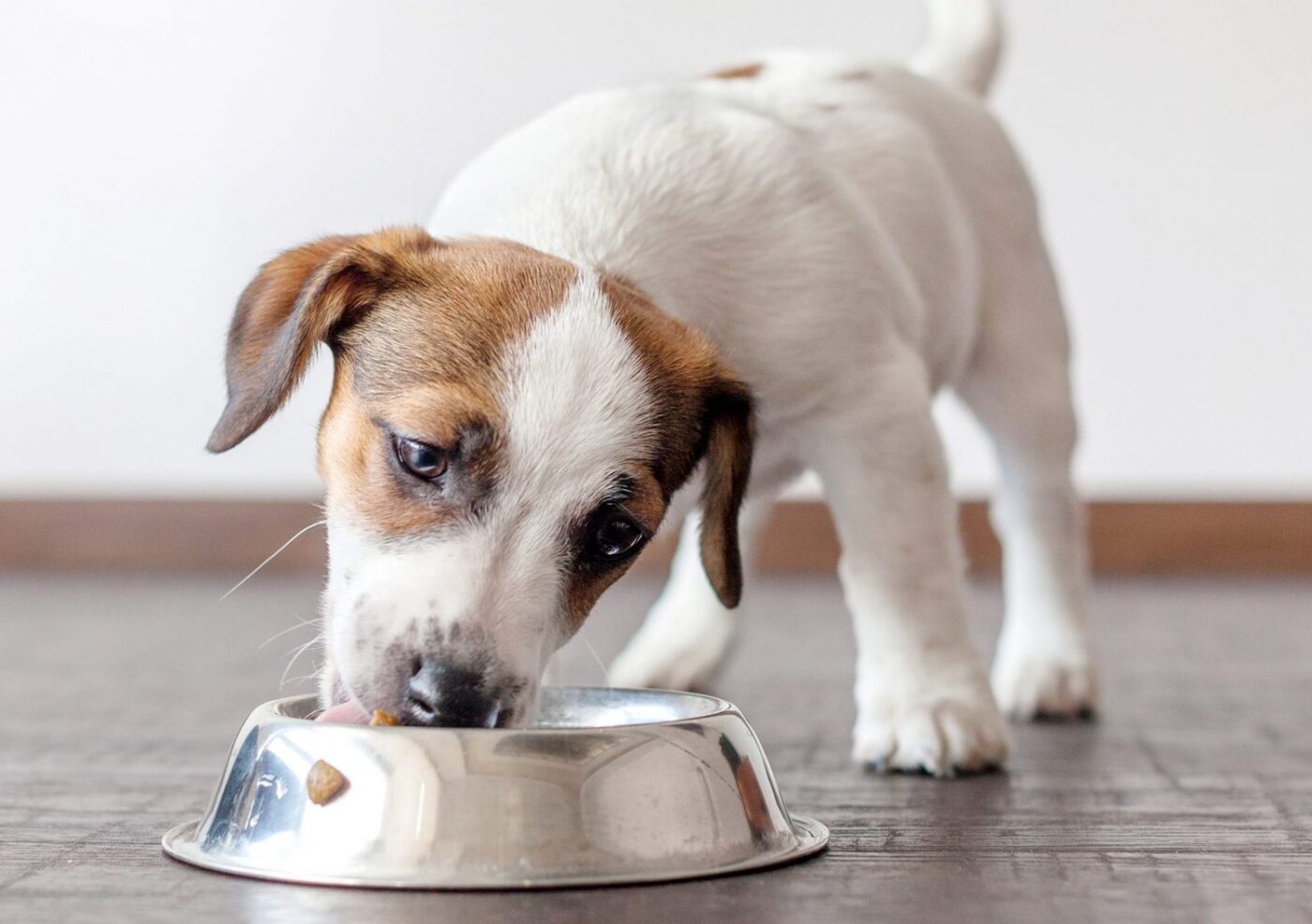 Healthiest Puppy Food The ULTIMATE Guide! All About Pups