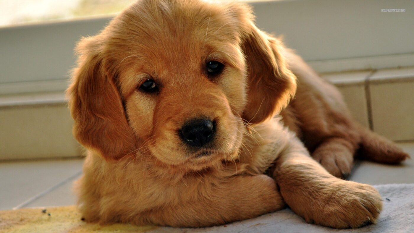 Best Puppy Food for Golden Retrievers ULTIMATE Guide All About Pups