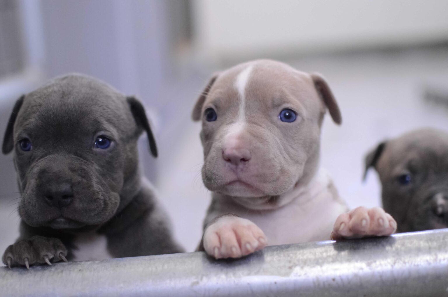 Best Puppy Food for Pitbulls ULTIMATE Guide All About Pups