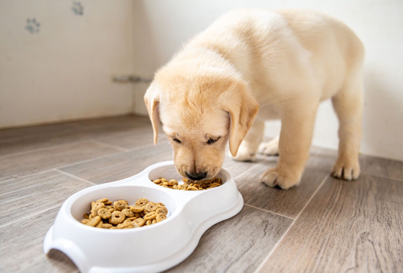 What To Feed Puppies Human Foods Your Pup Can and Cannot Eat All