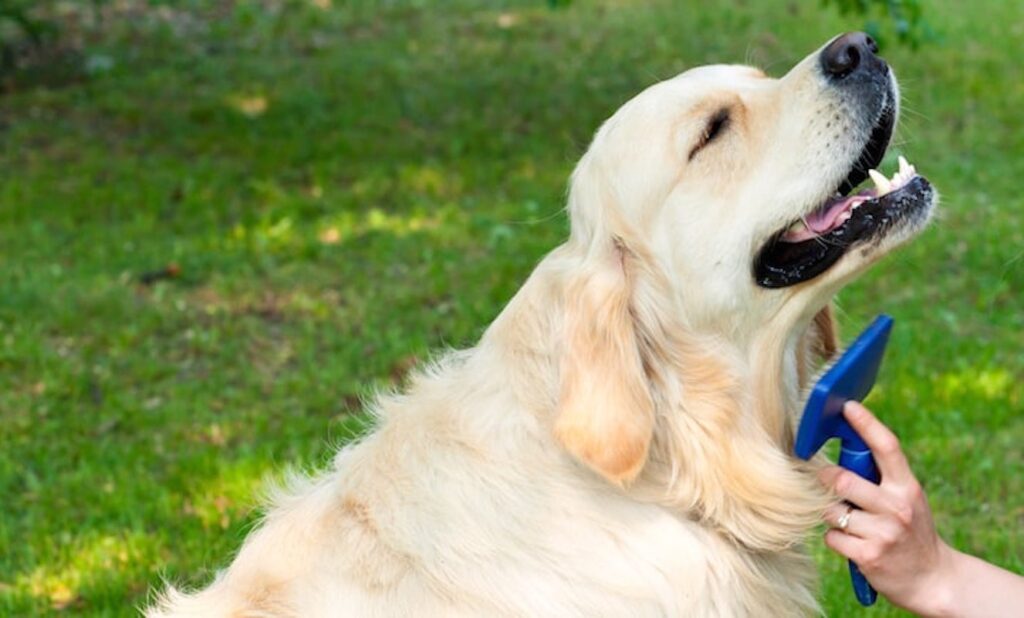 Best Brush For Golden Retriever Our TOP Picks! All About Pups