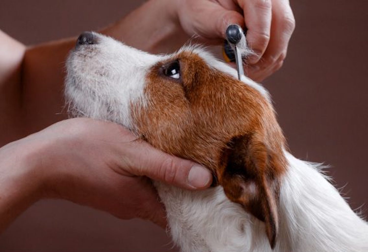 Best Brush For Short Hair Dogs Our TOP Picks! All About Pups