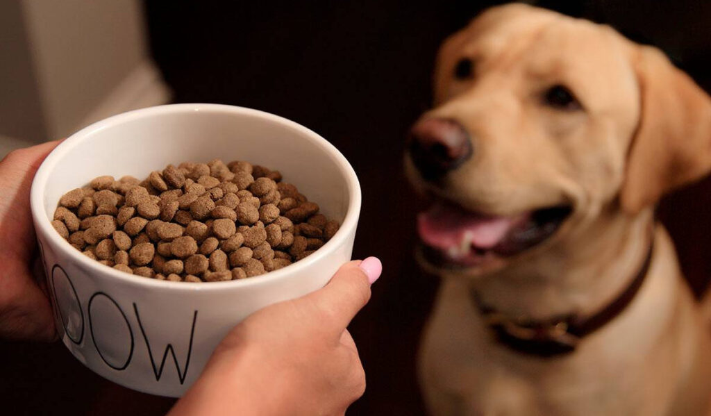 Best Cheap Dog Food Our TOP Budget Picks All About Pups best-cheap-dog-food-our-top-budget-picks-all-about-pups