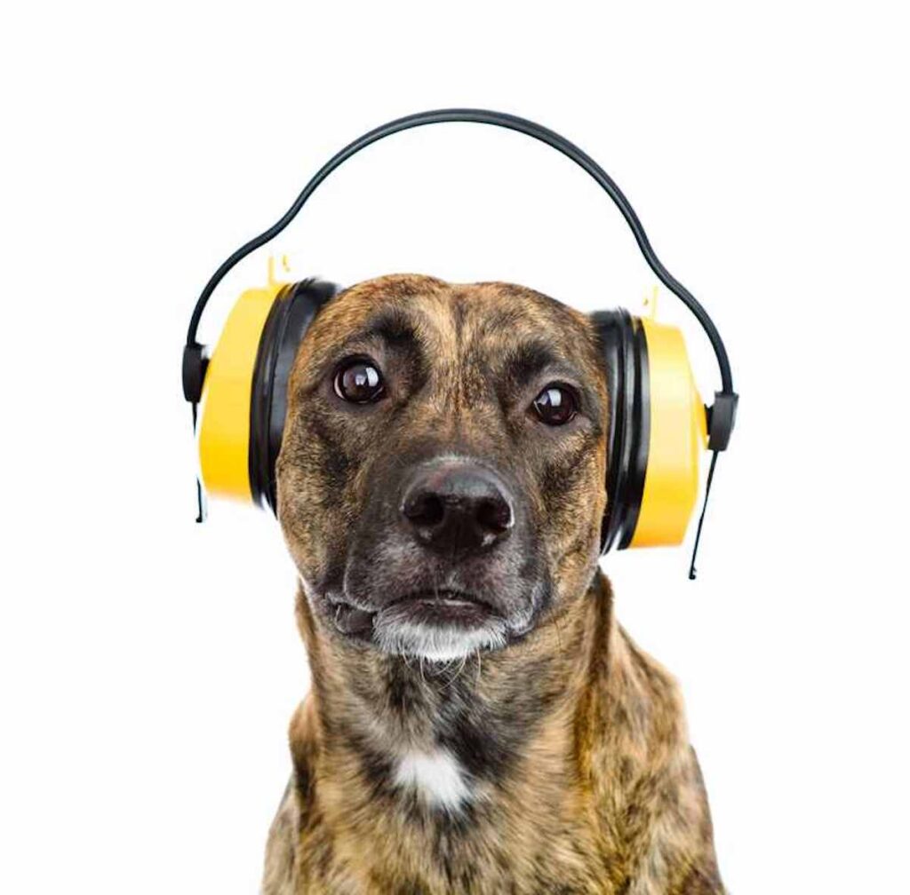 Ear Plugs For Dogs Our TOP Picks! All About Pups