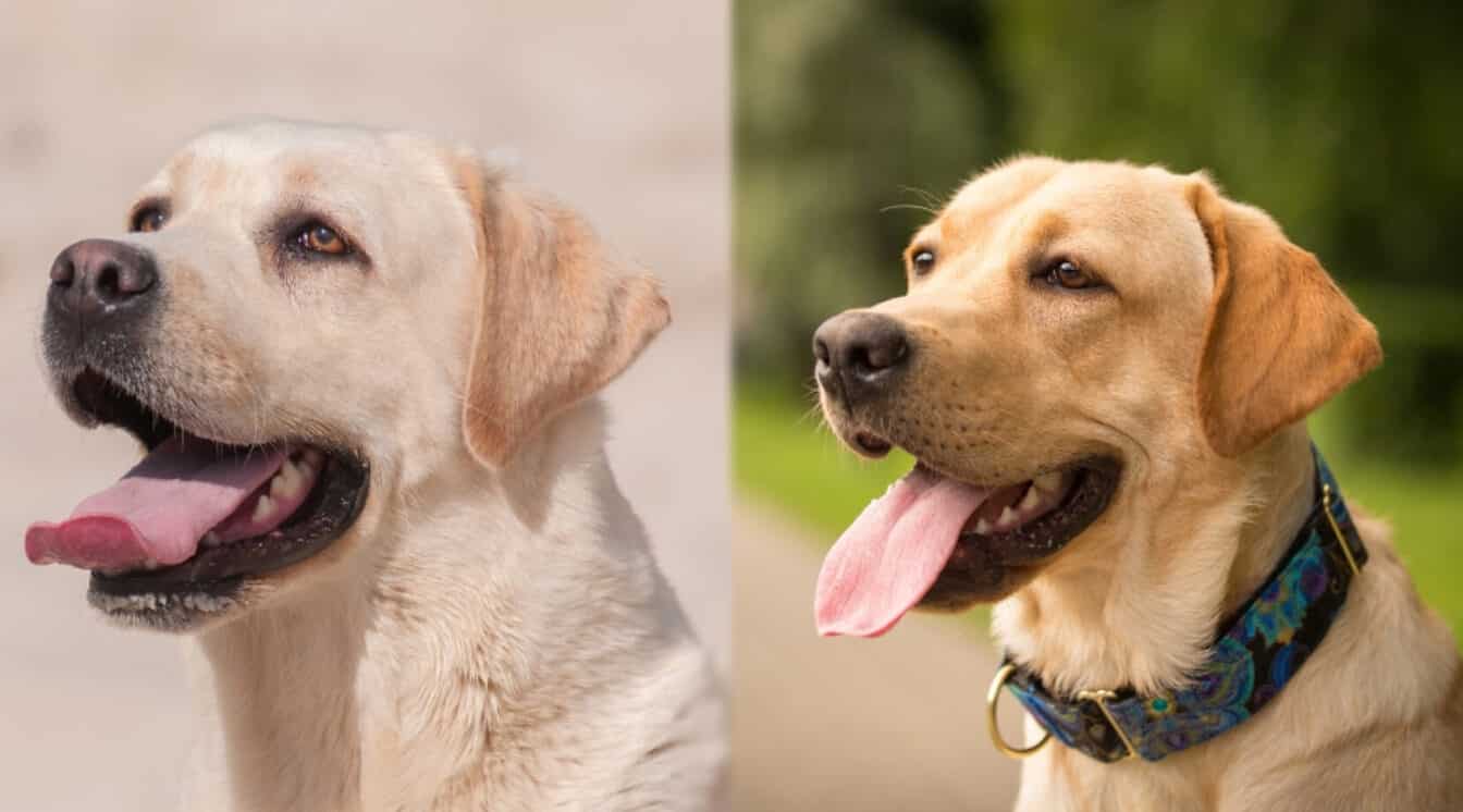 English Lab vs American Lab What Are The Differences? All About Pups