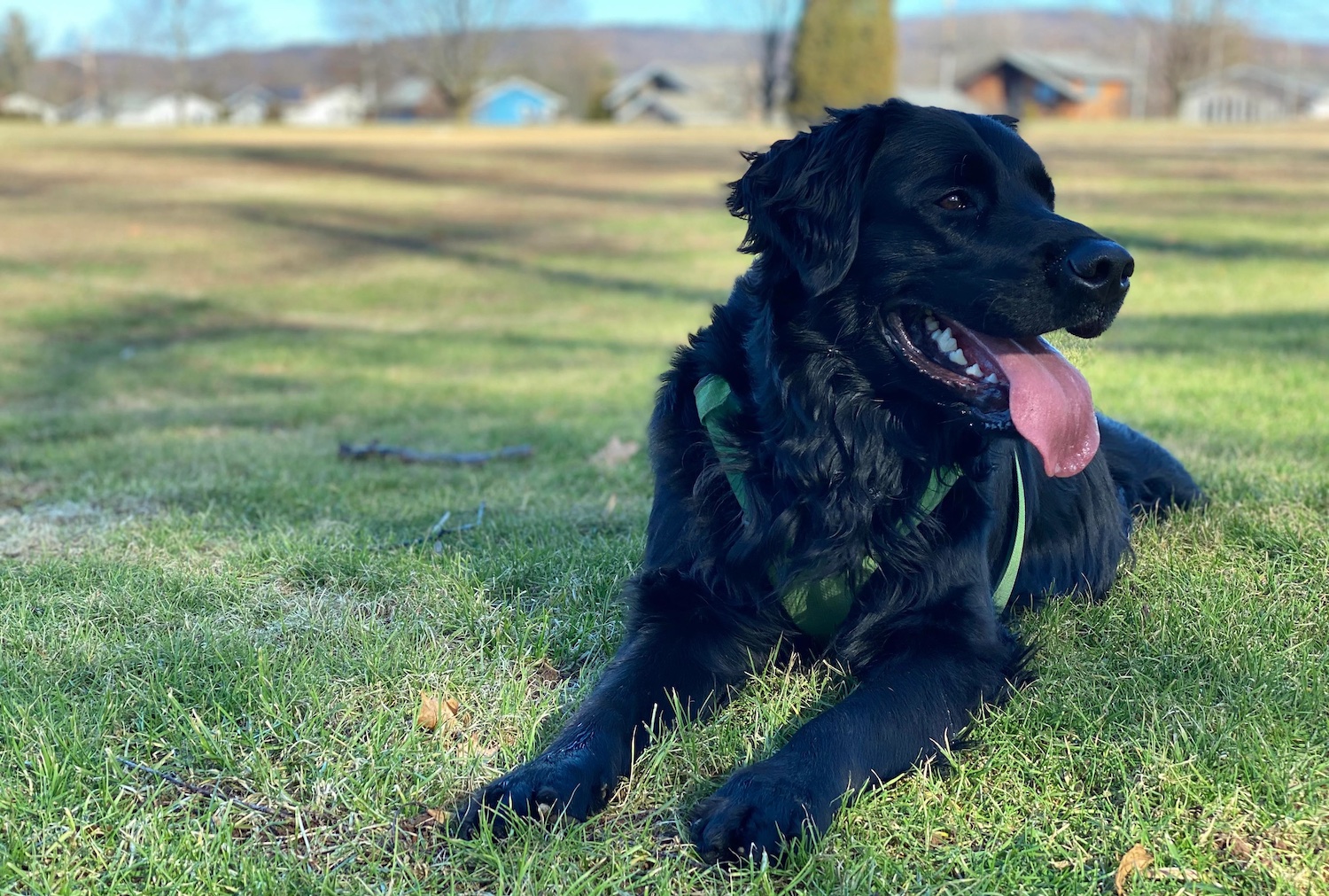 Golden Retriever Black Lab Mix: Complete Guide to the Golador Dog - All ...