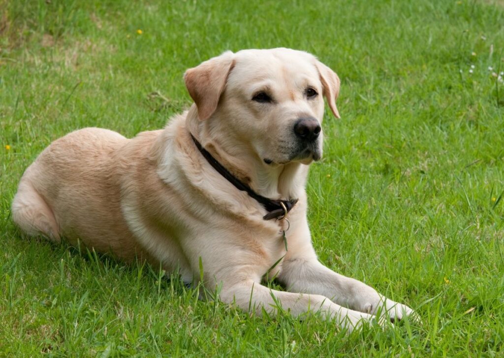 Golden Retriever Lab Mix The Ultimate Goldador Dog Guide All About Pups