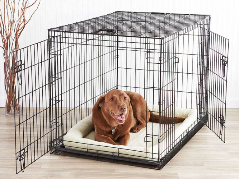 Puppy Crate Training Schedule Our ULTIMATE Guide! All About Pups