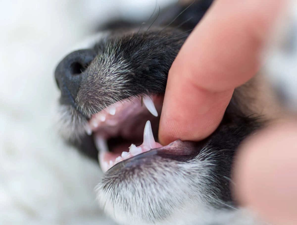 puppy teeth falling out