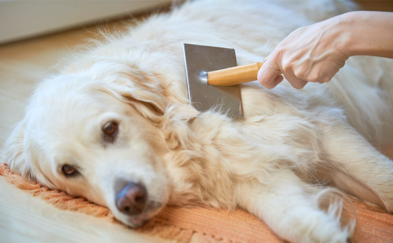 Slicker Brush For Dogs Our EXPERT Review! All About Pups