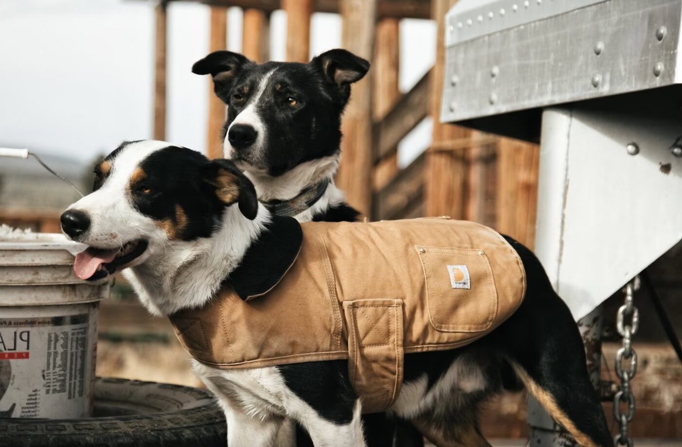 Carhartt Dog Jacket: The Ultimate Review - All About Pups