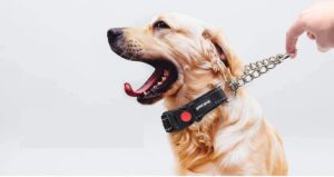 choker dog collar
