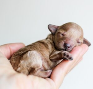 Newborn Puppies Care week by week